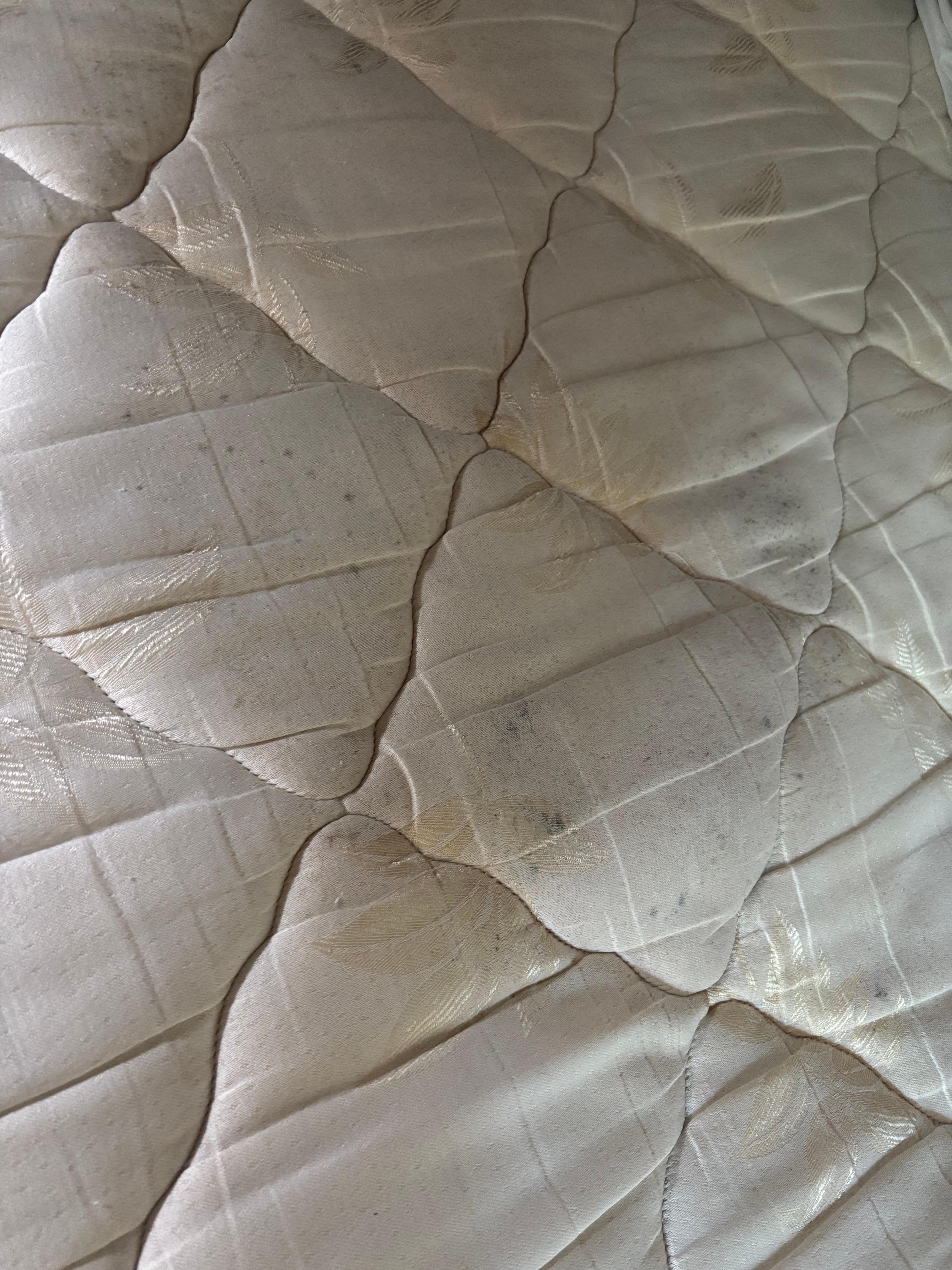 Mold on mattress that was covered up with dirty mattress cover 