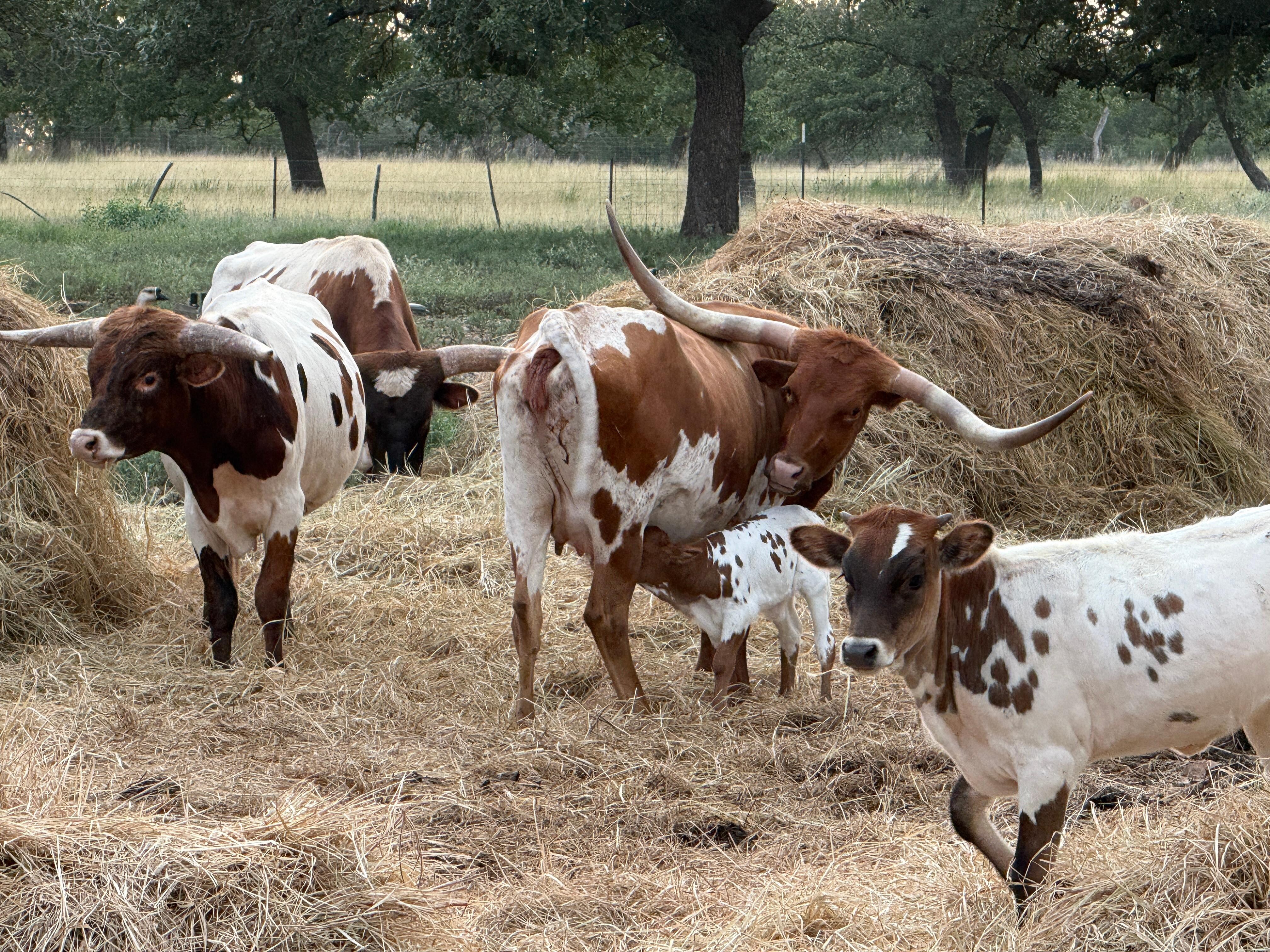 New mamas wanted us to keep our distance, rightfully so. But they were fun to watch interacting with one another. 