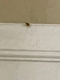 Roach