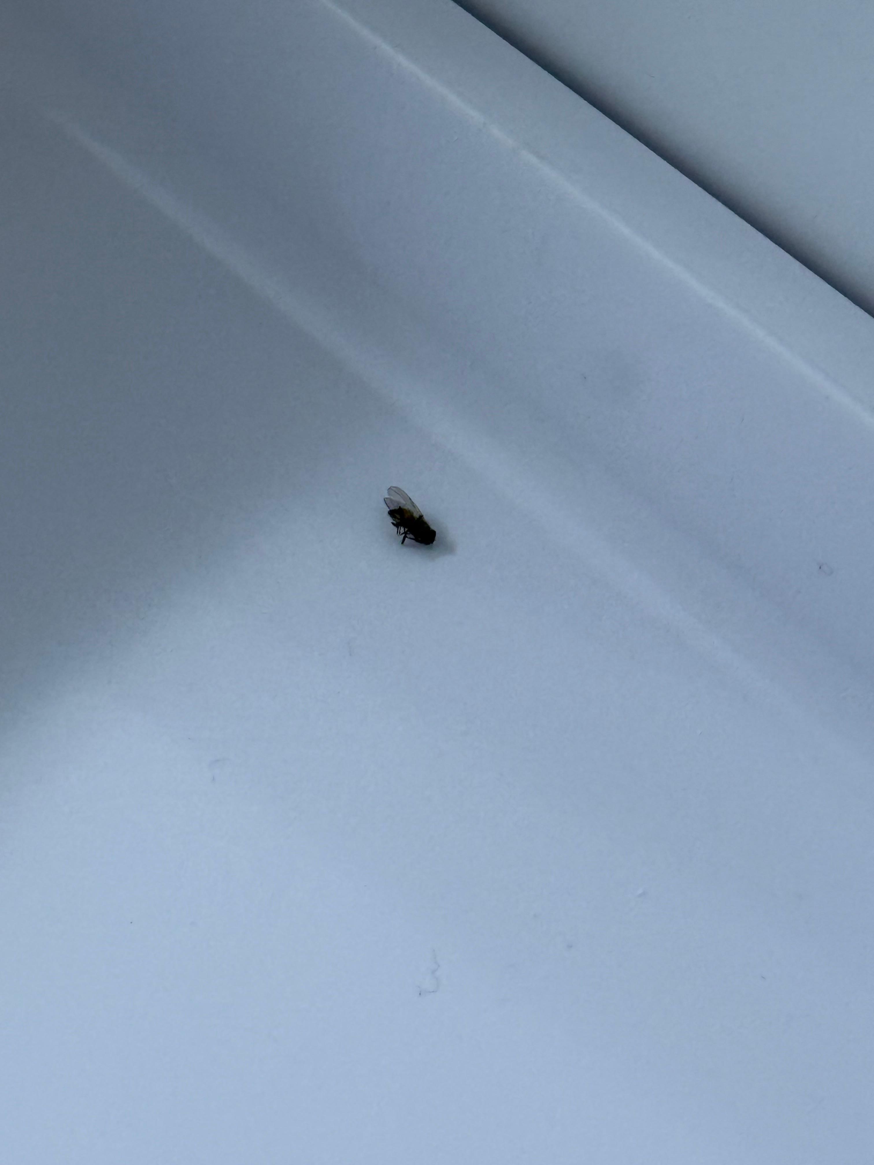 dead fly