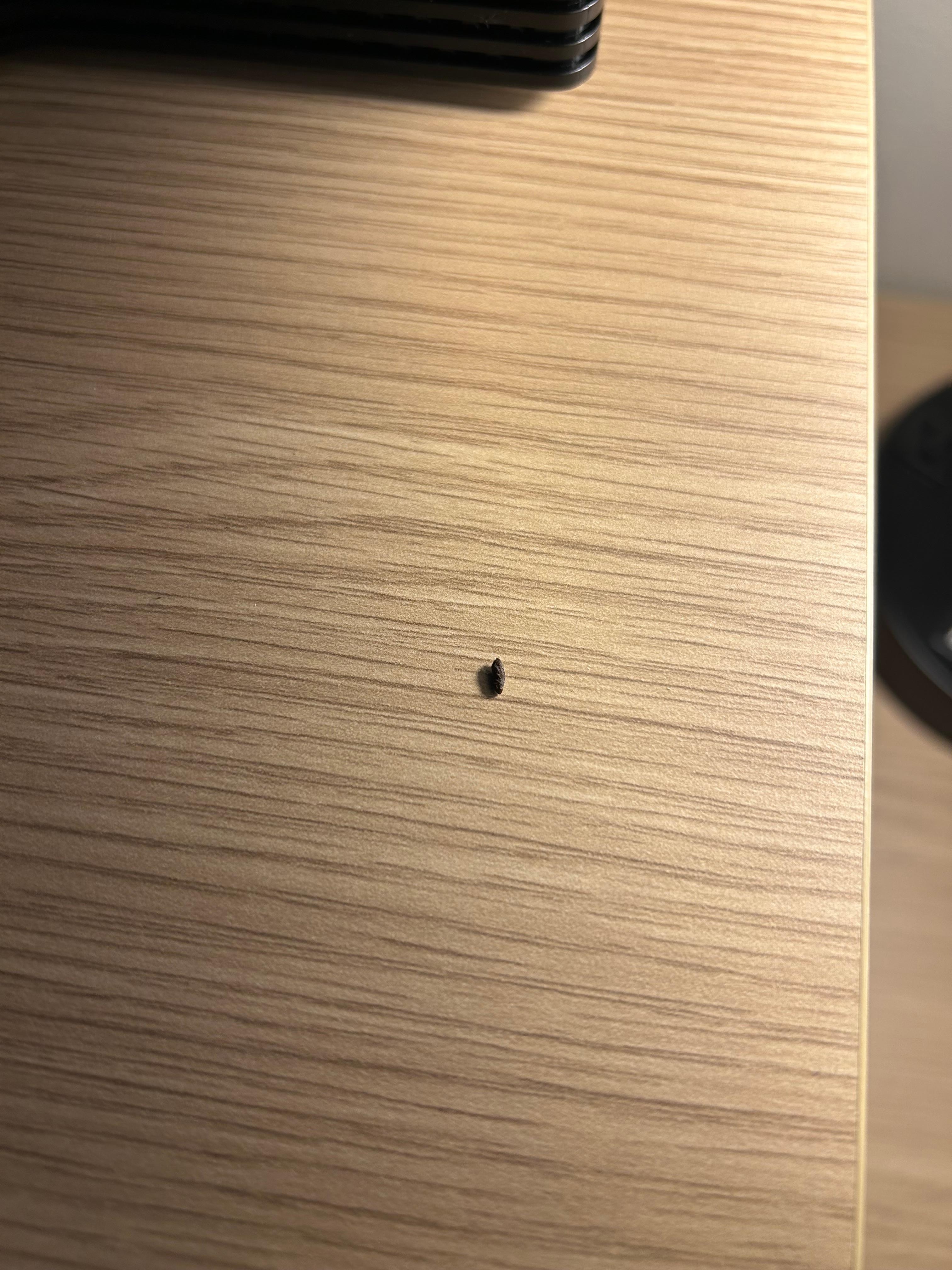 Mouse droppings on the desk