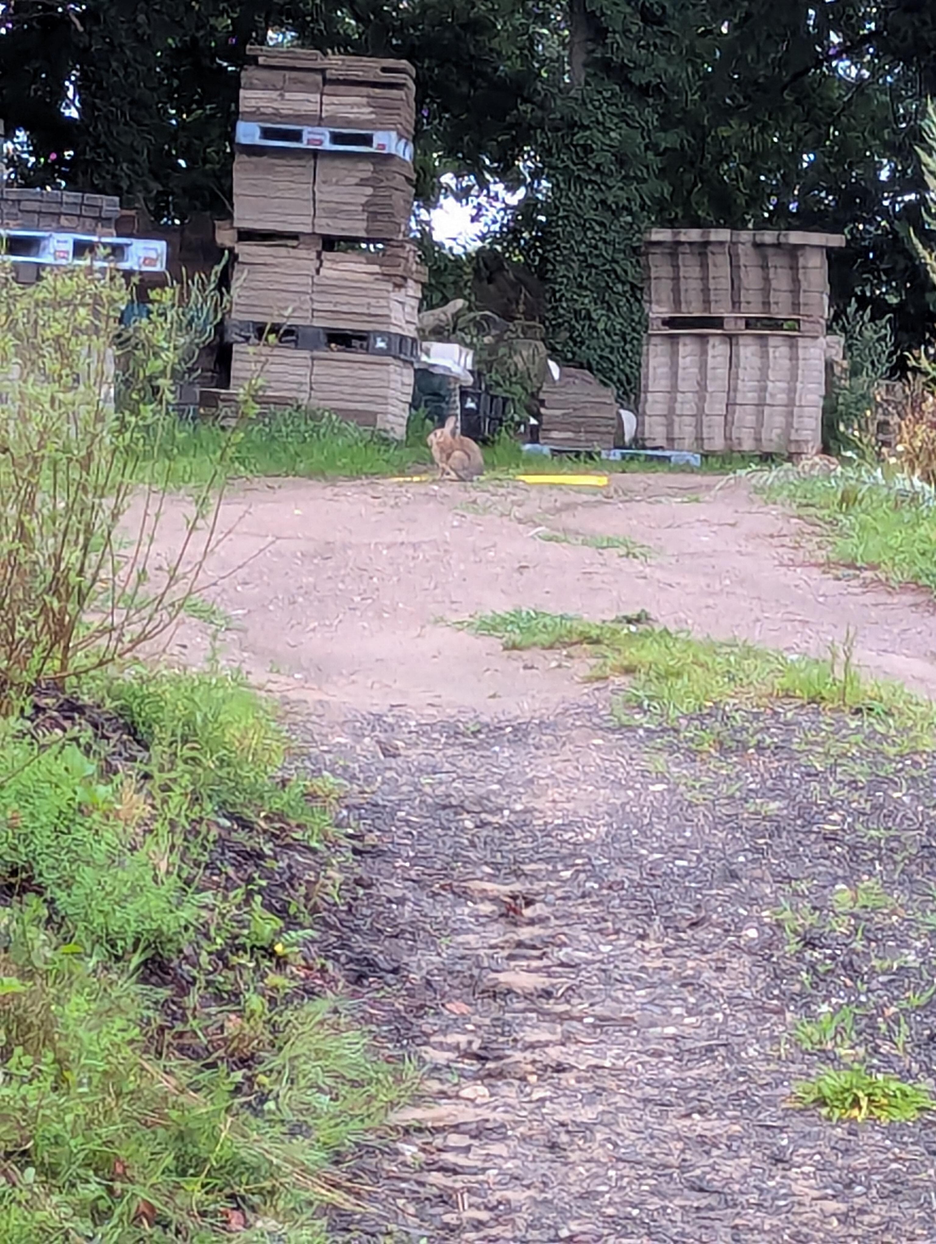 Täglich grüßten die Häschen