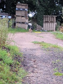 Täglich grüßten die Häschen