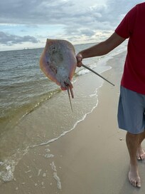 Pregnant stingray!
