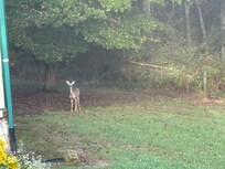 Every morning we had visitors