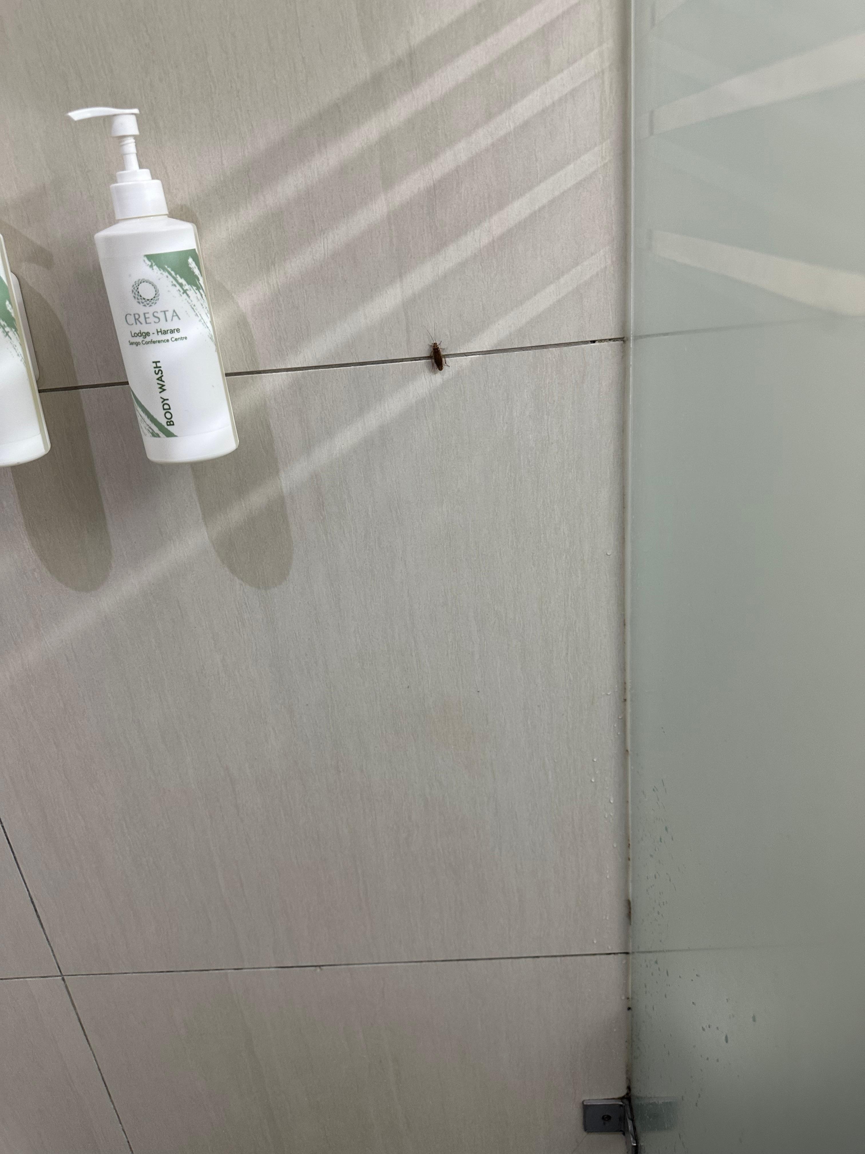 Cockroach on the wall