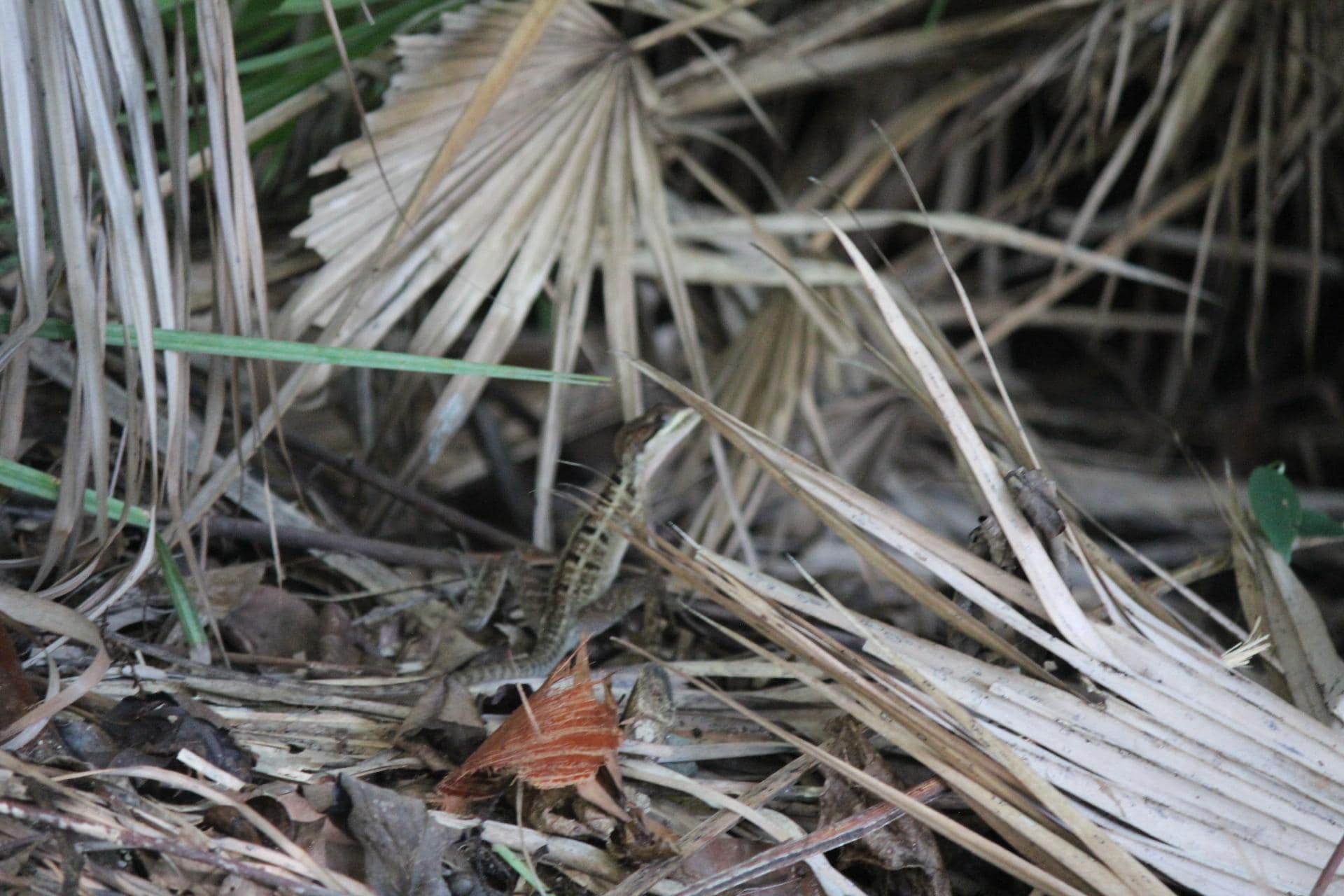 Local bug committee hard at work