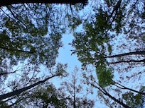 Looking up into the treetops