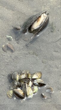 beach denizens / voisins de la plage