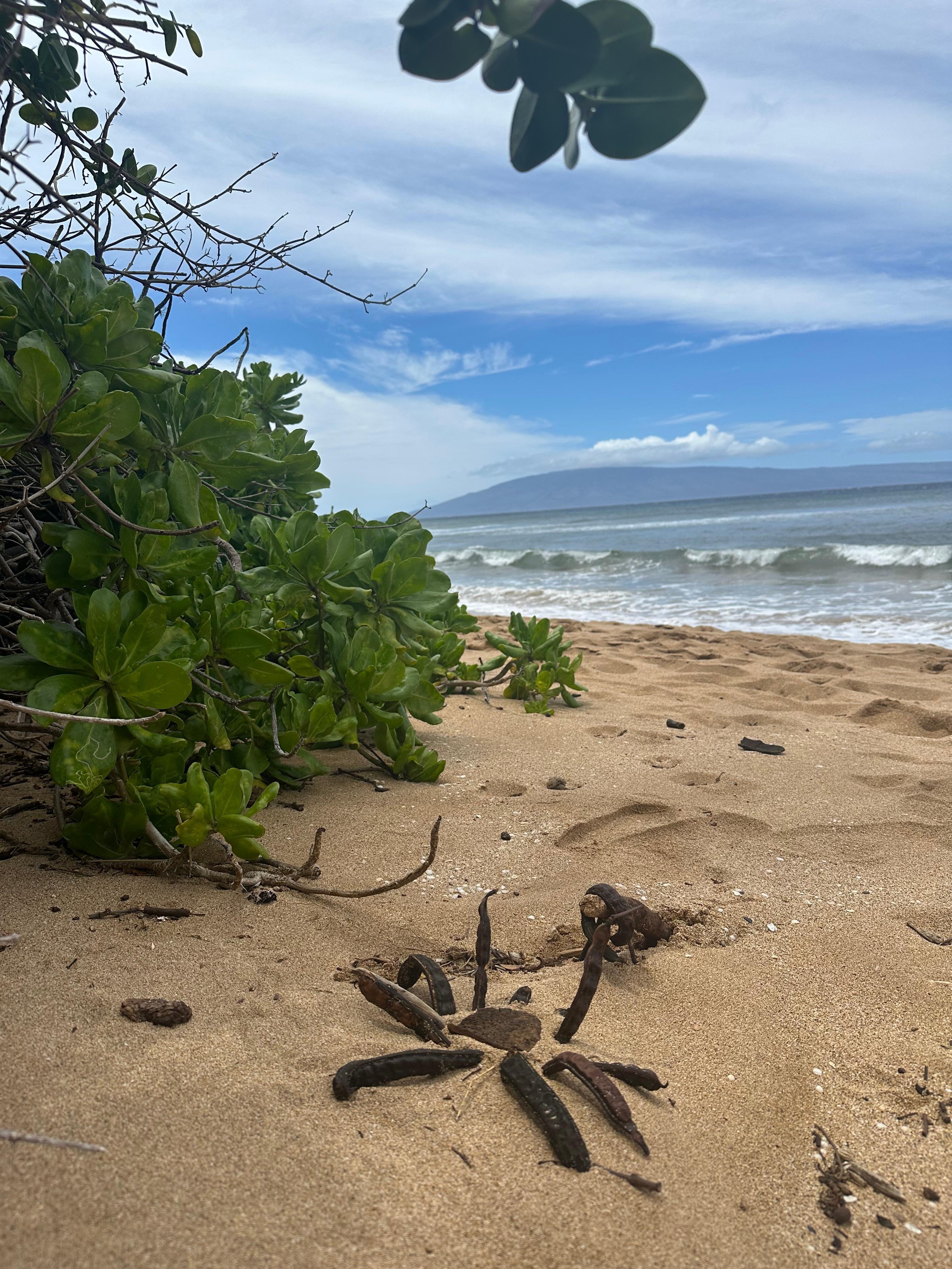 “Crab” we made in the beach