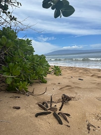 “Crab” we made in the beach
