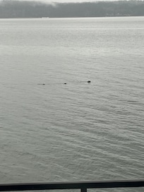 Three seals