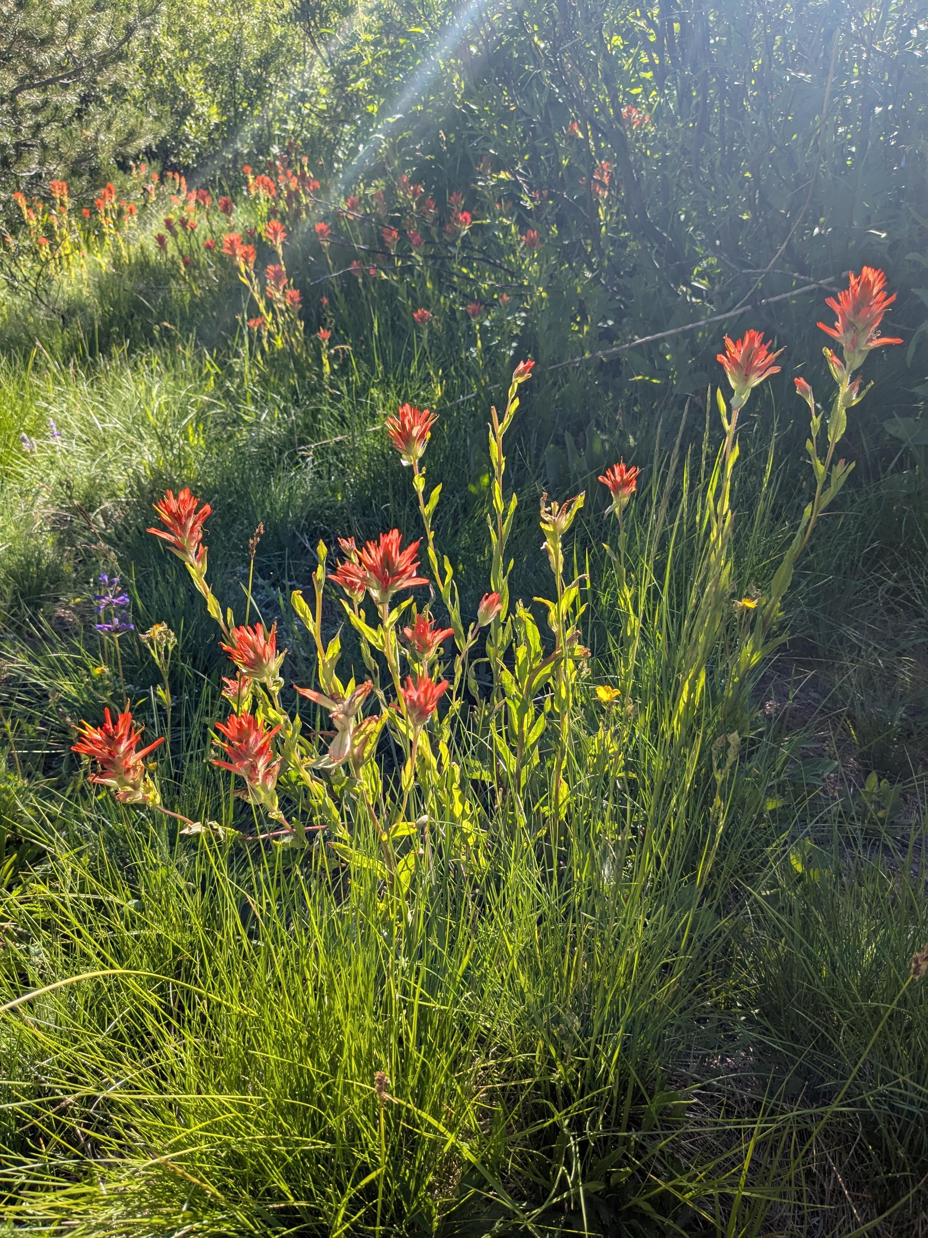 Wildflowers in the meadow 