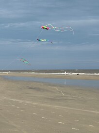 Kites flying on the beach