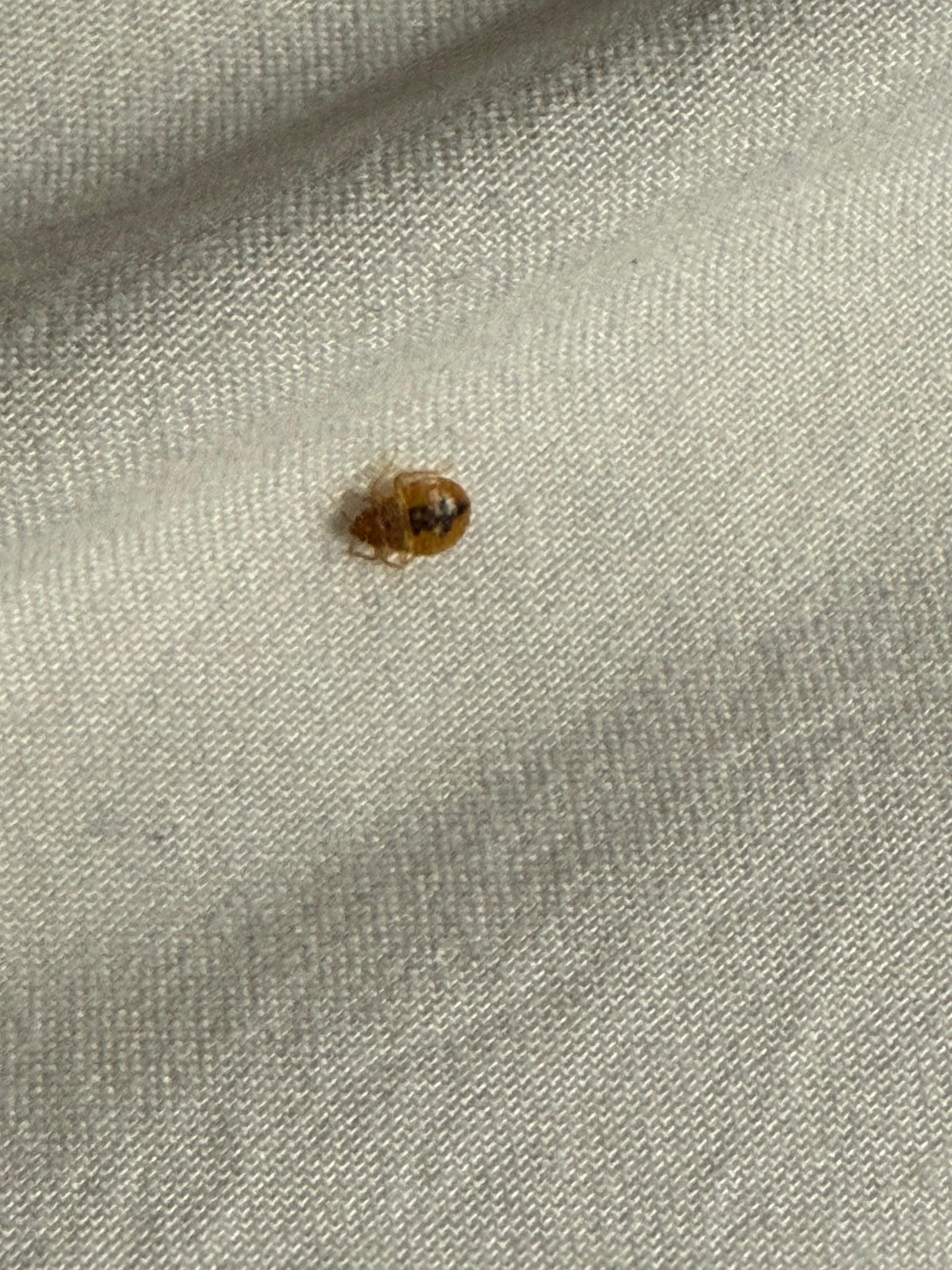 Bed bugs!!!!!! 