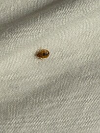Bed bugs!!!!!!