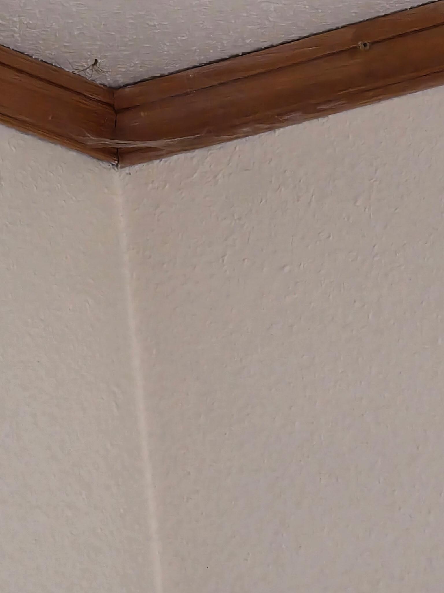 A spider set up his own little resting space in the corner over the bed. 