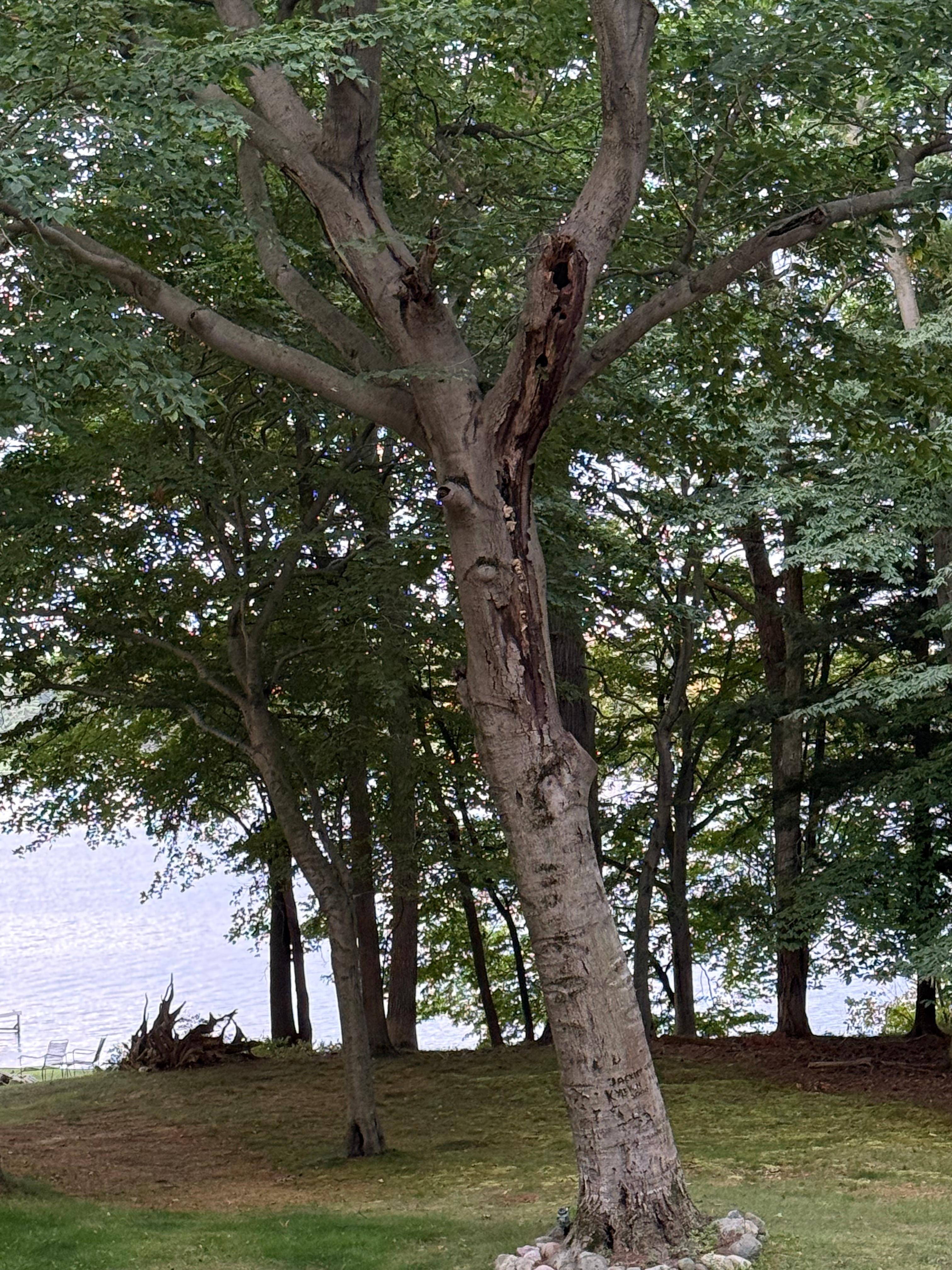 Might be a black squirrel in there. 