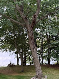 Might be a black squirrel in there.