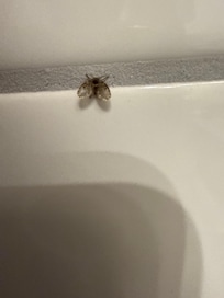 En av mÄnga flugor pÄ toaletten som fick sÀtta livet till under tvÄ dygn