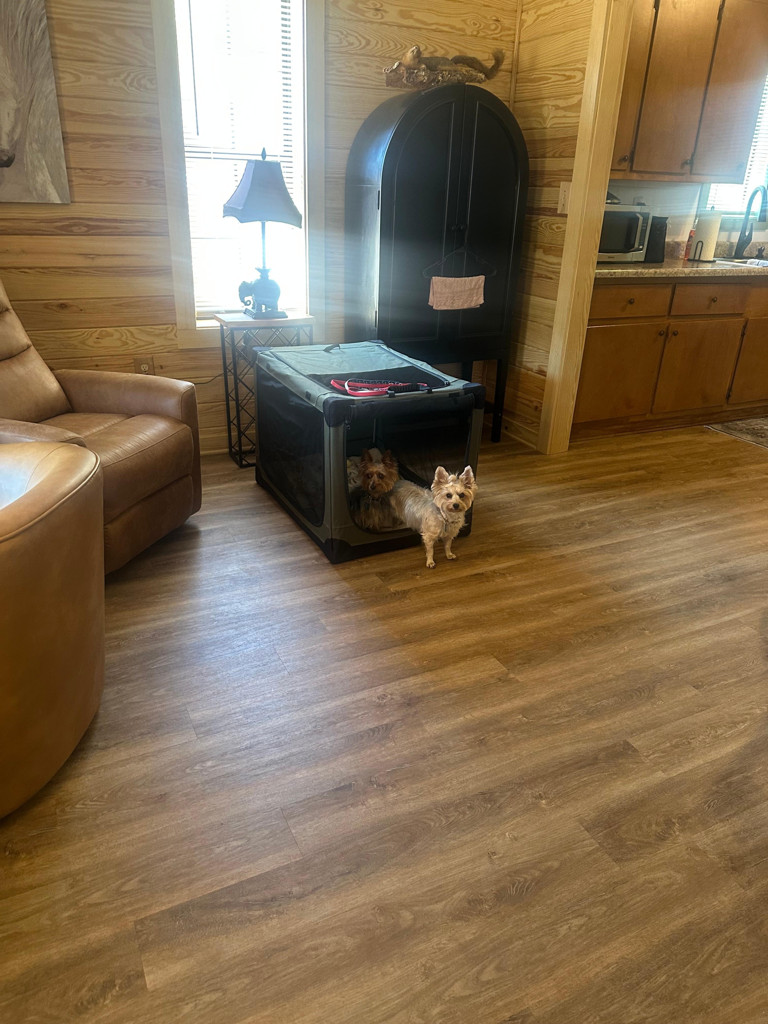 Our fur babies had a ball.