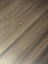 Roaches killed on my room bathroom floor