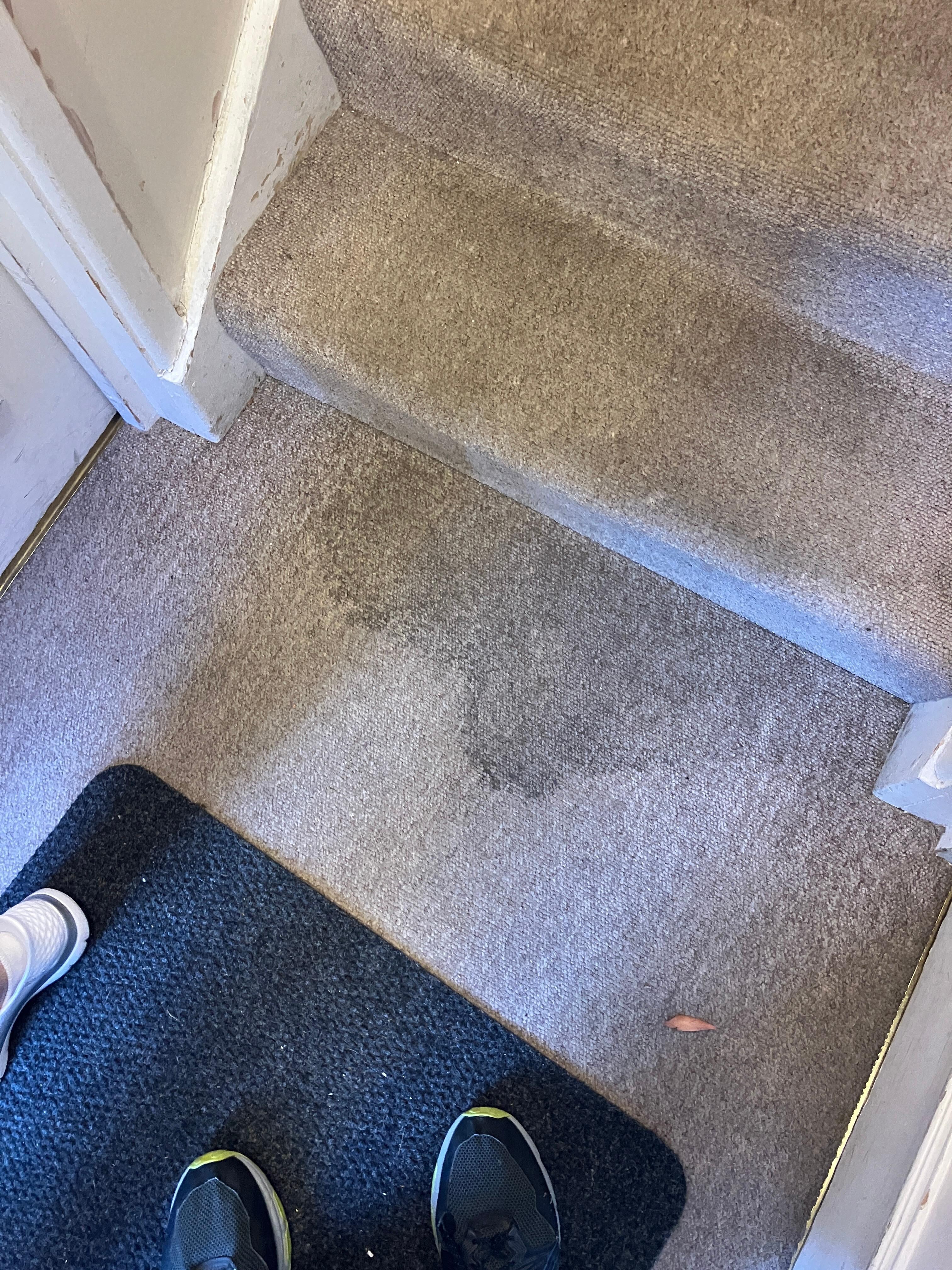 Filthy carpet