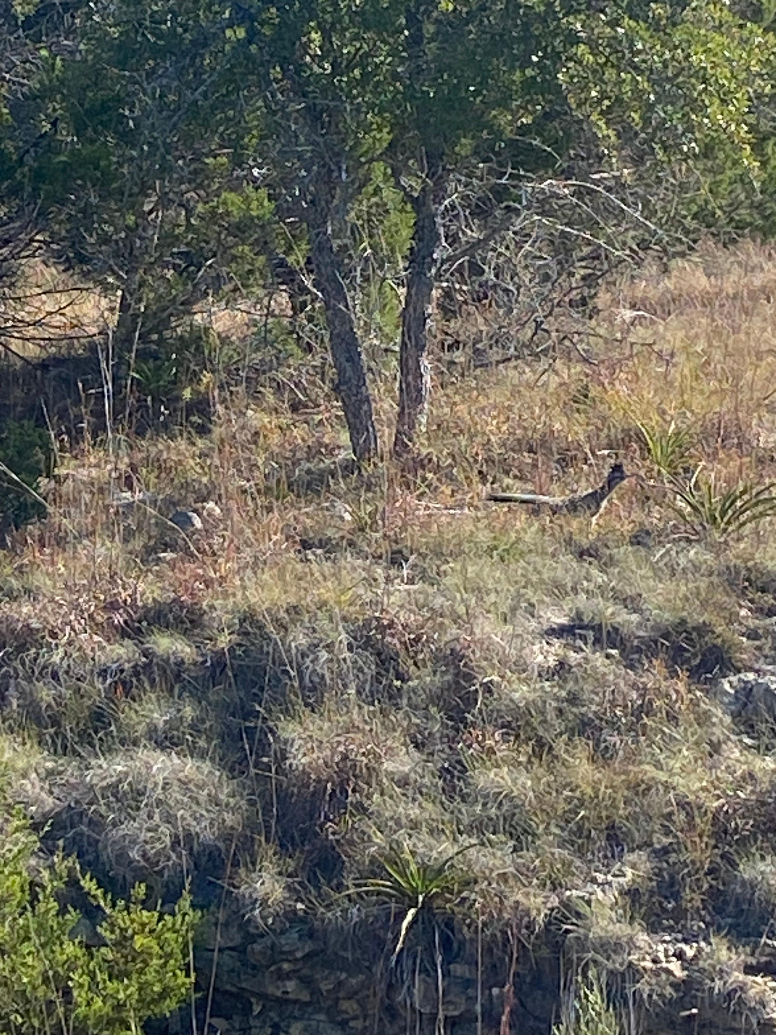 On my walk along the road.  