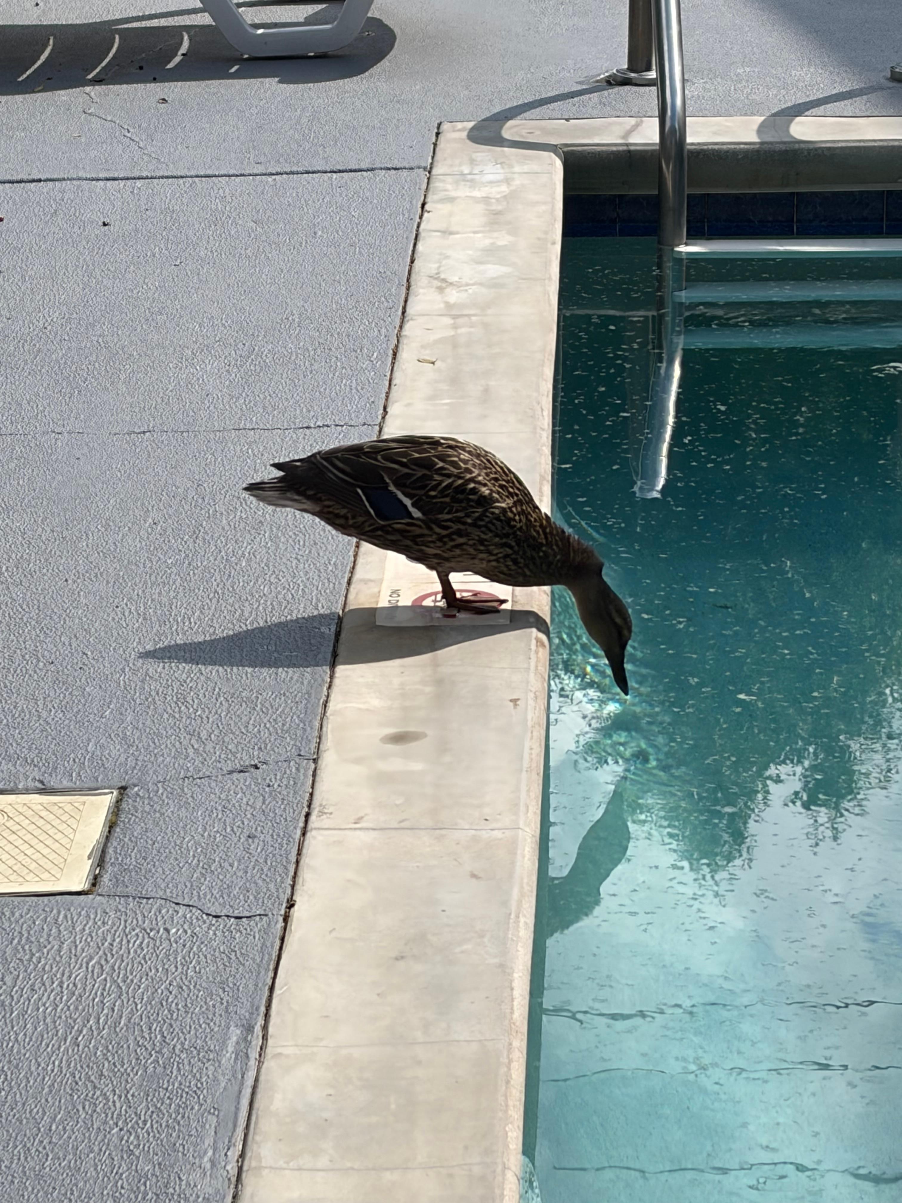Even the female mallard was enjoying the pool. 