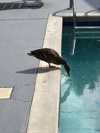 Even the female mallard was enjoying the pool.
