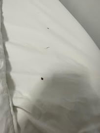 Bedbugs!