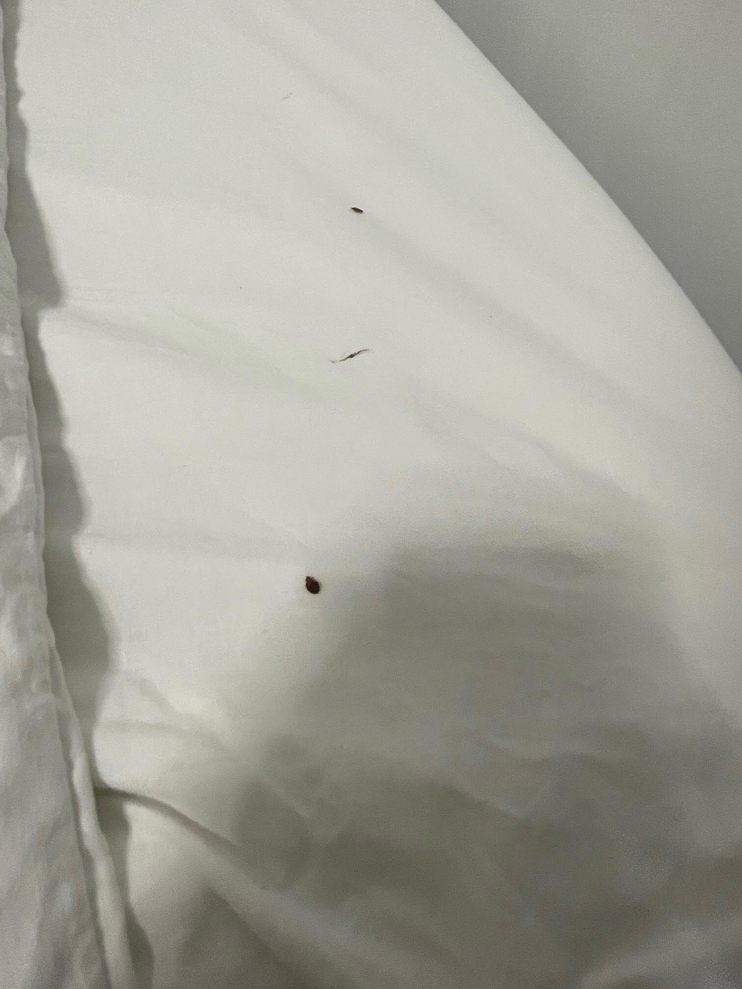Bedbugs!