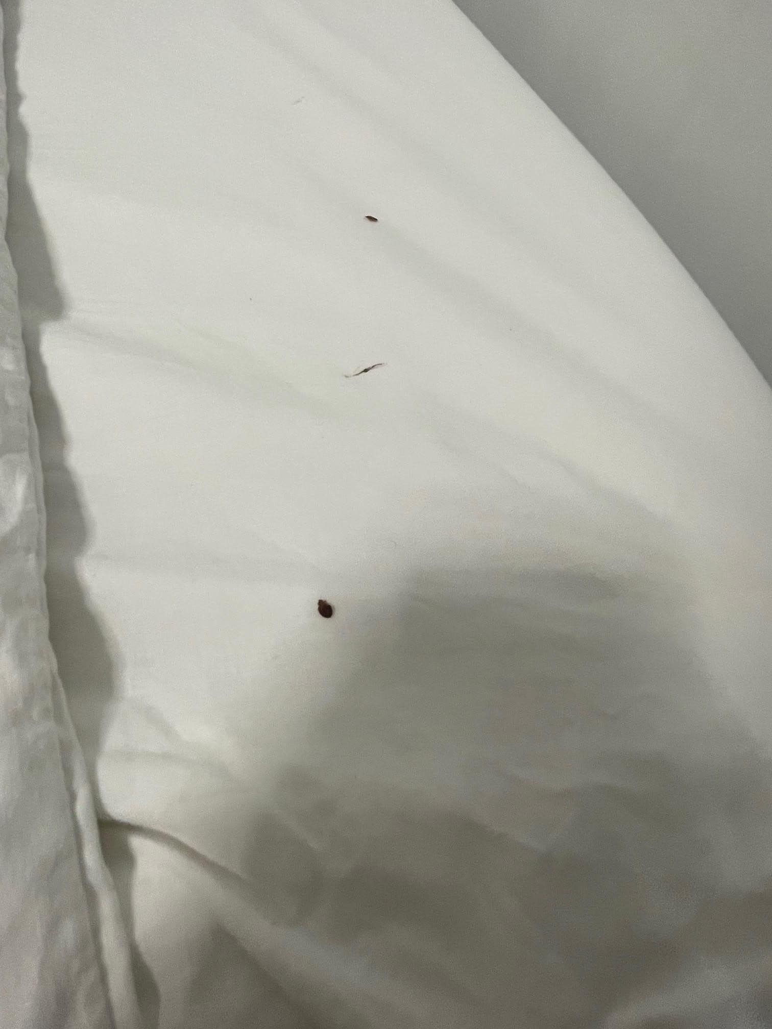 Bedbugs!