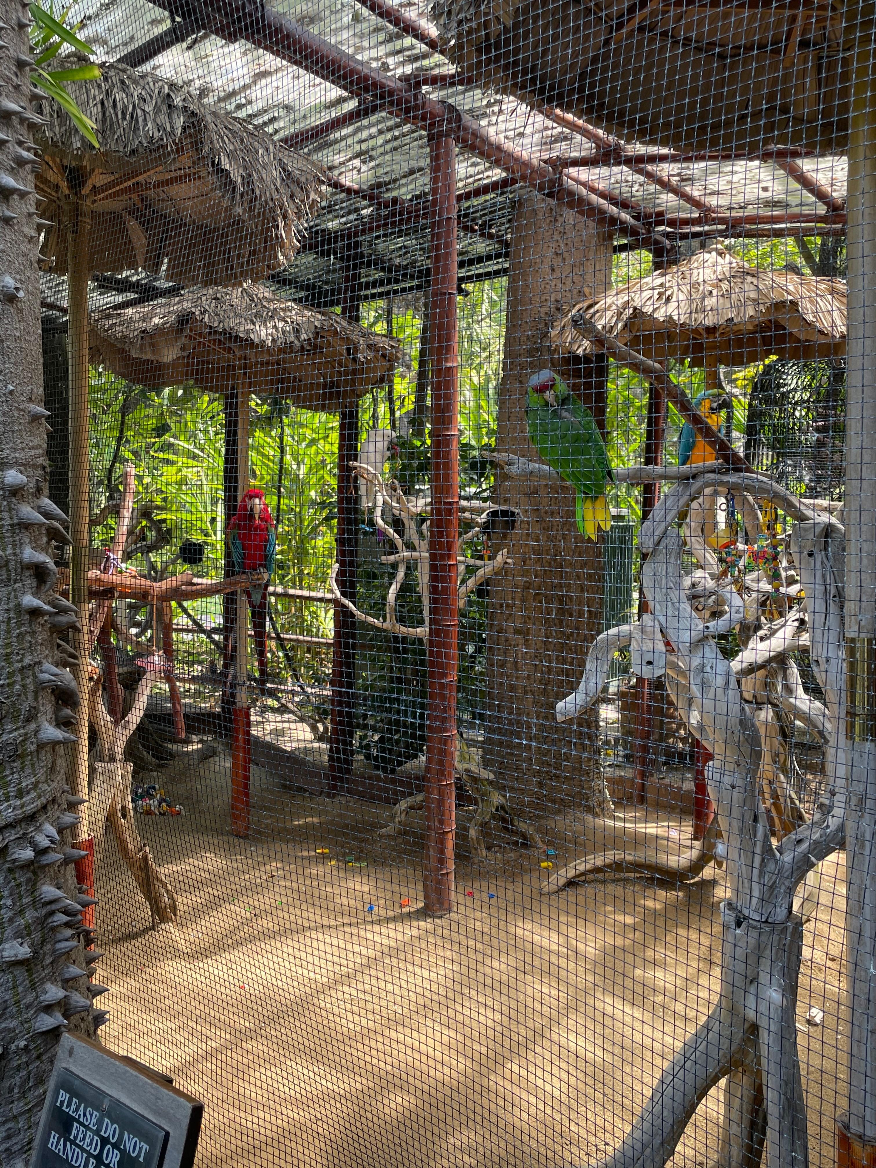 The parrots