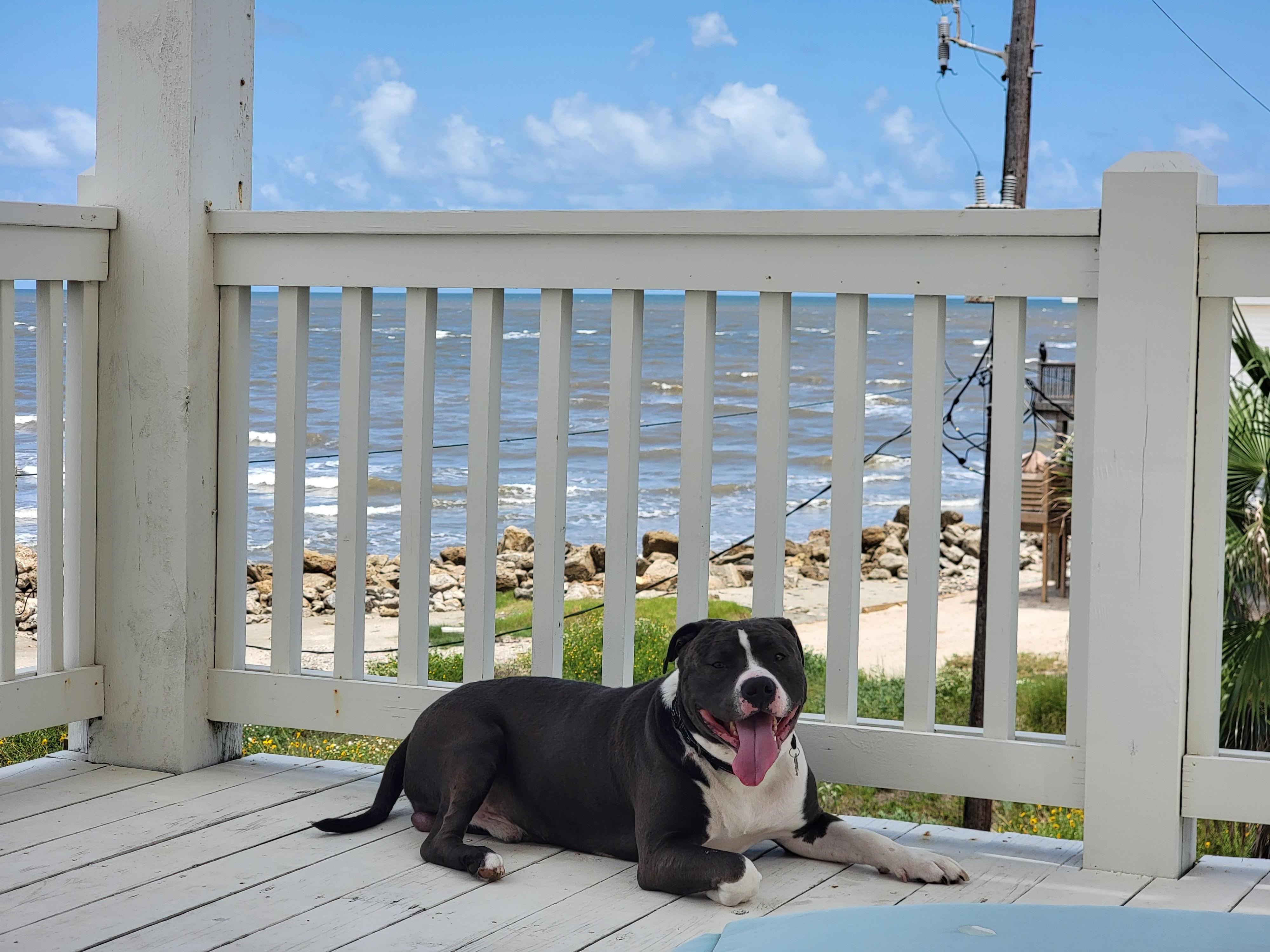 Dog approved mid level deck!