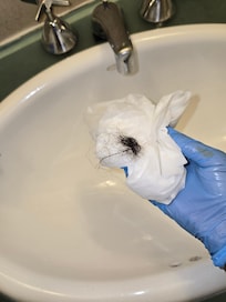 Hair I removed from the shower