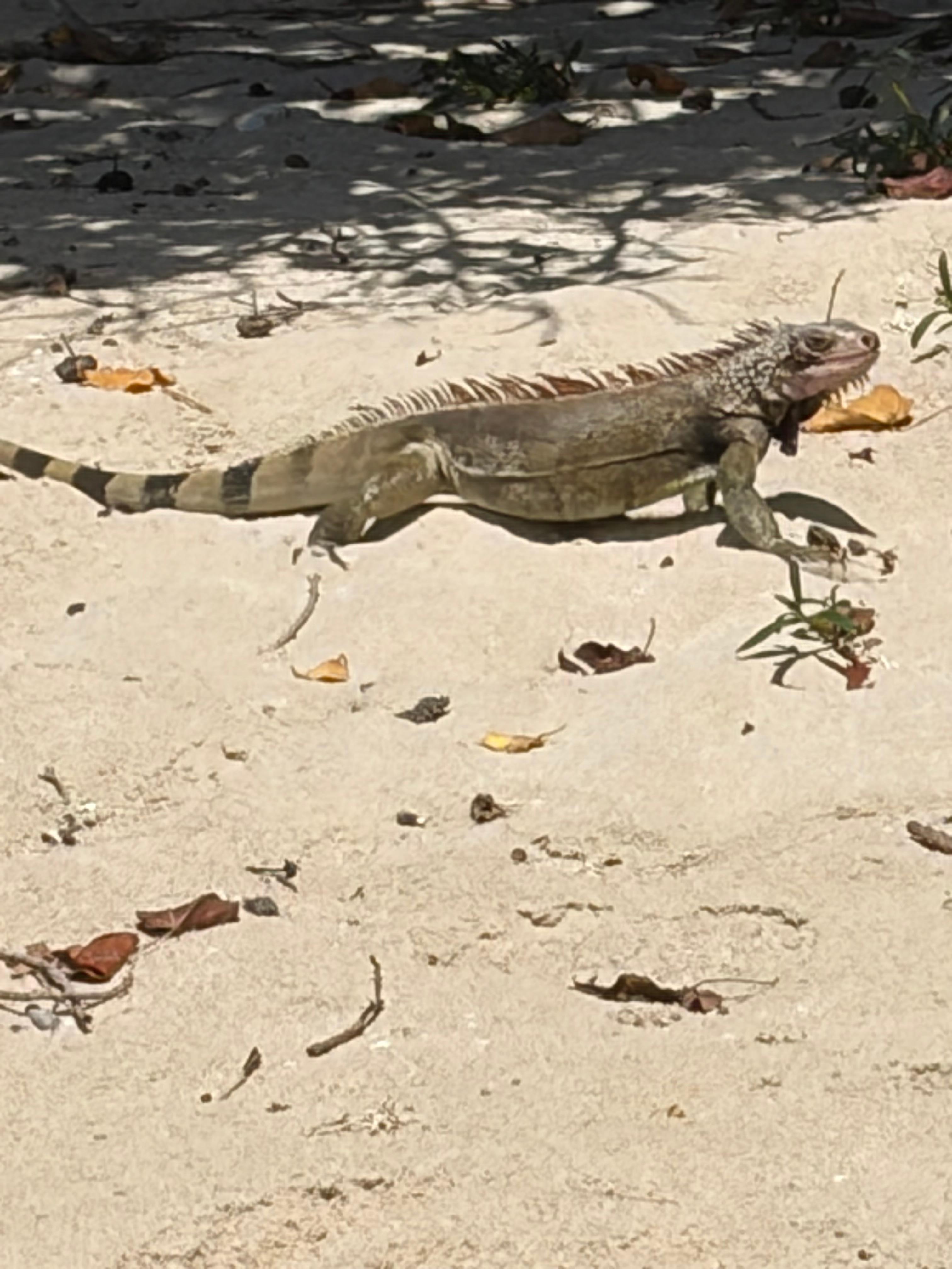 Had a visitor. He was very docile and went on his way.