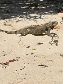 Had a visitor. He was very docile and went on his way.