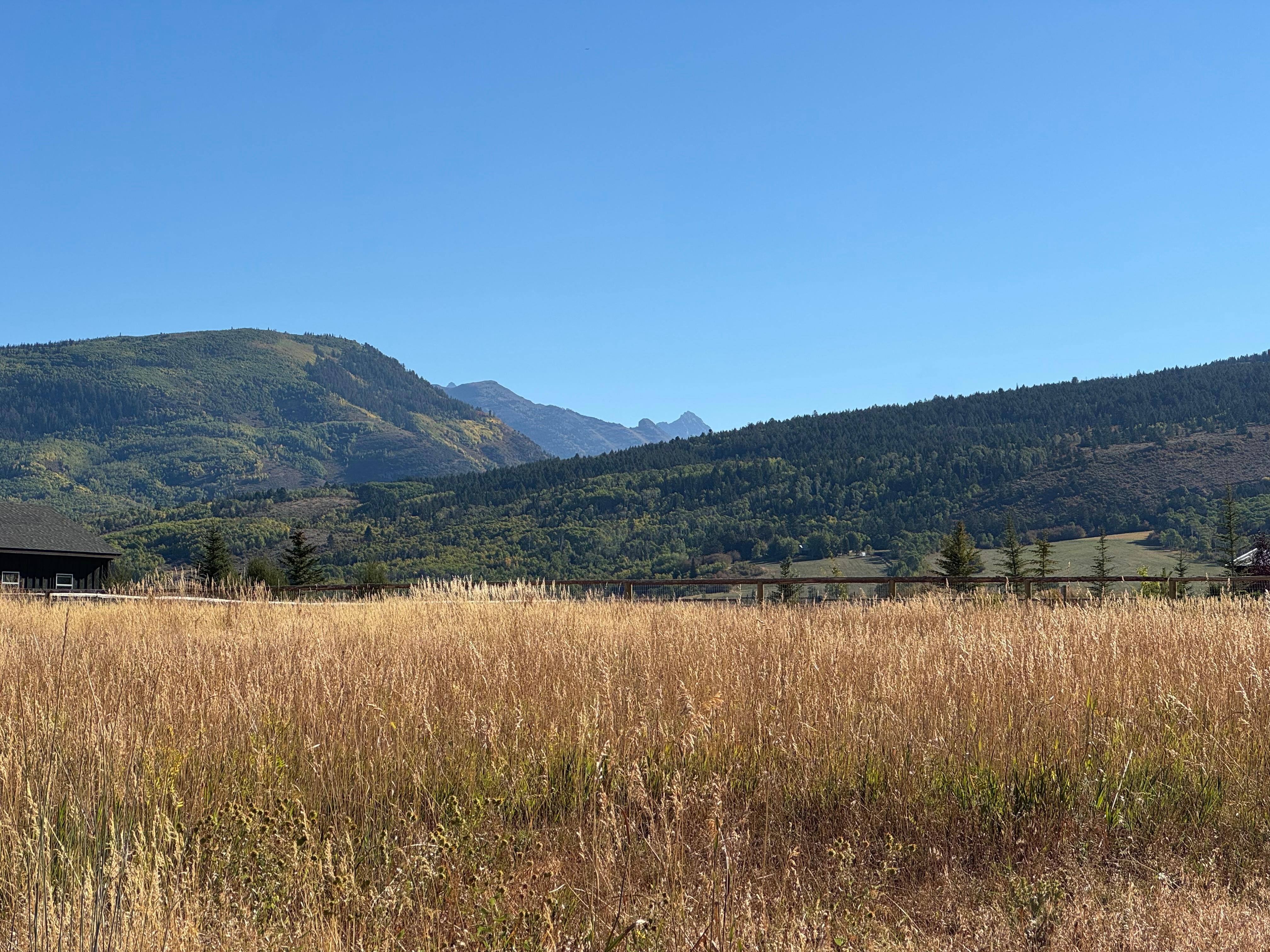 Peaceful backyard view