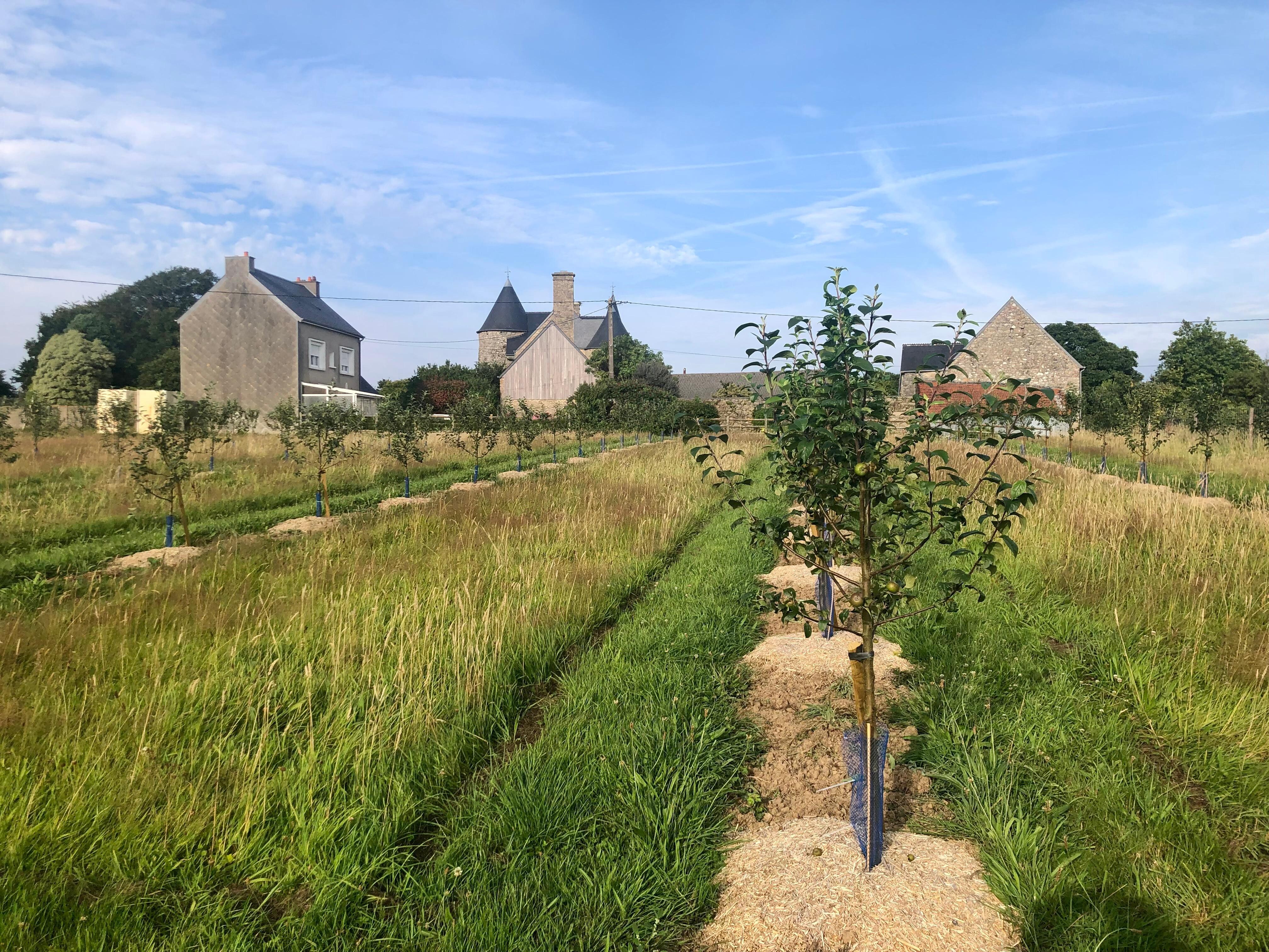 Près du gîte : les pommiers de Martin 