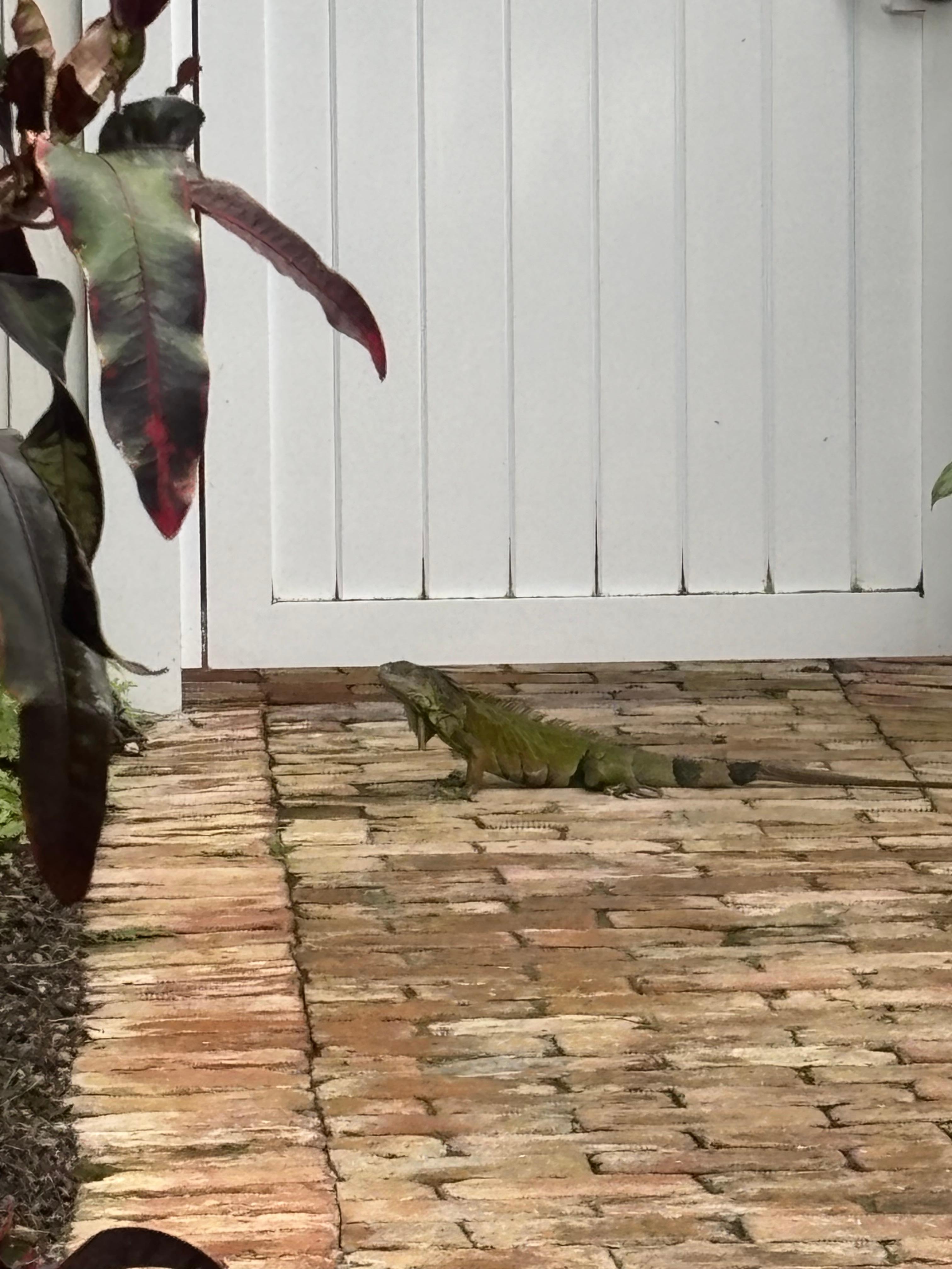 Our neighbor (didn’t come near us)