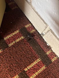 Roach next to trash