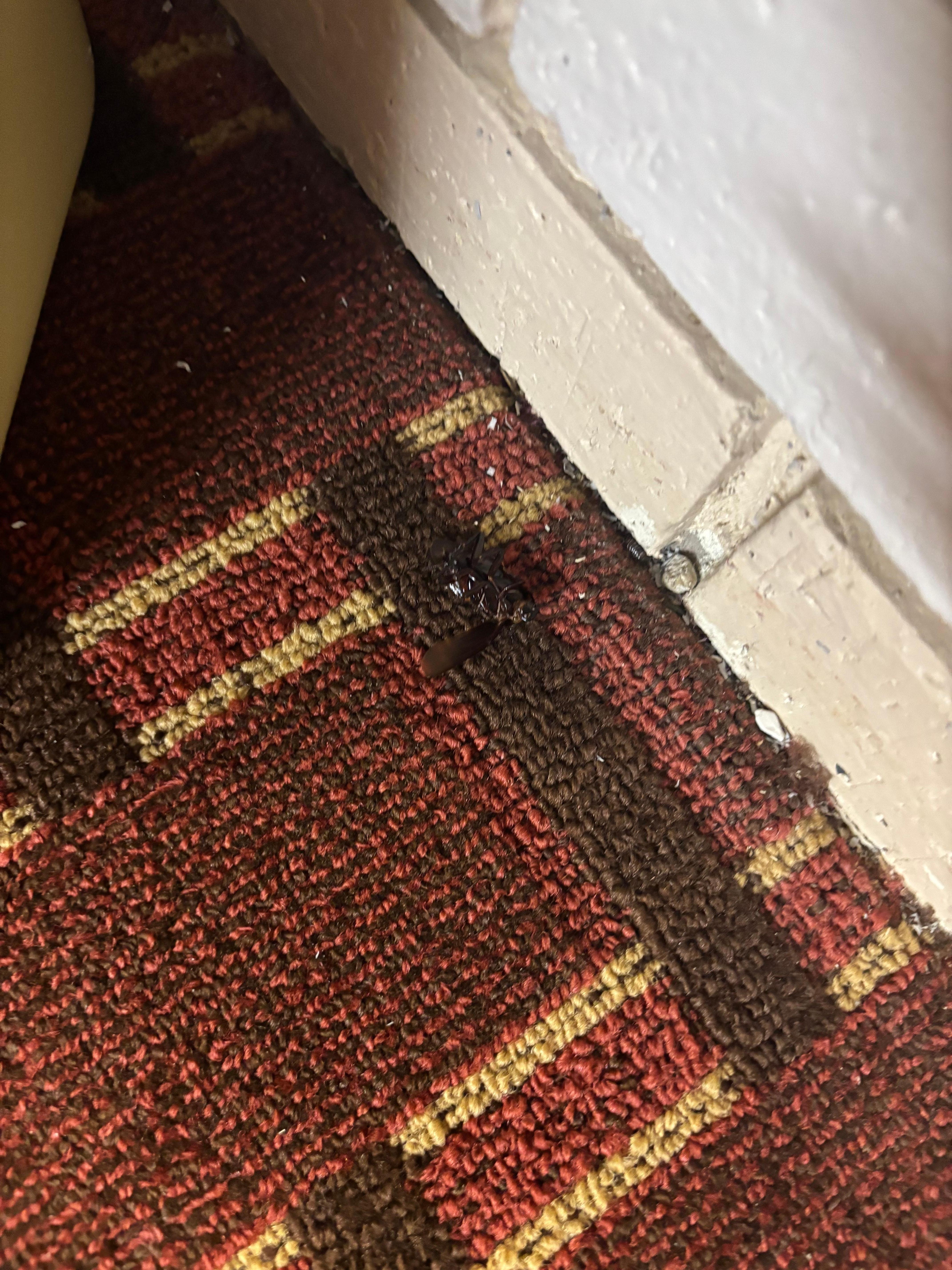 Roach next to trash