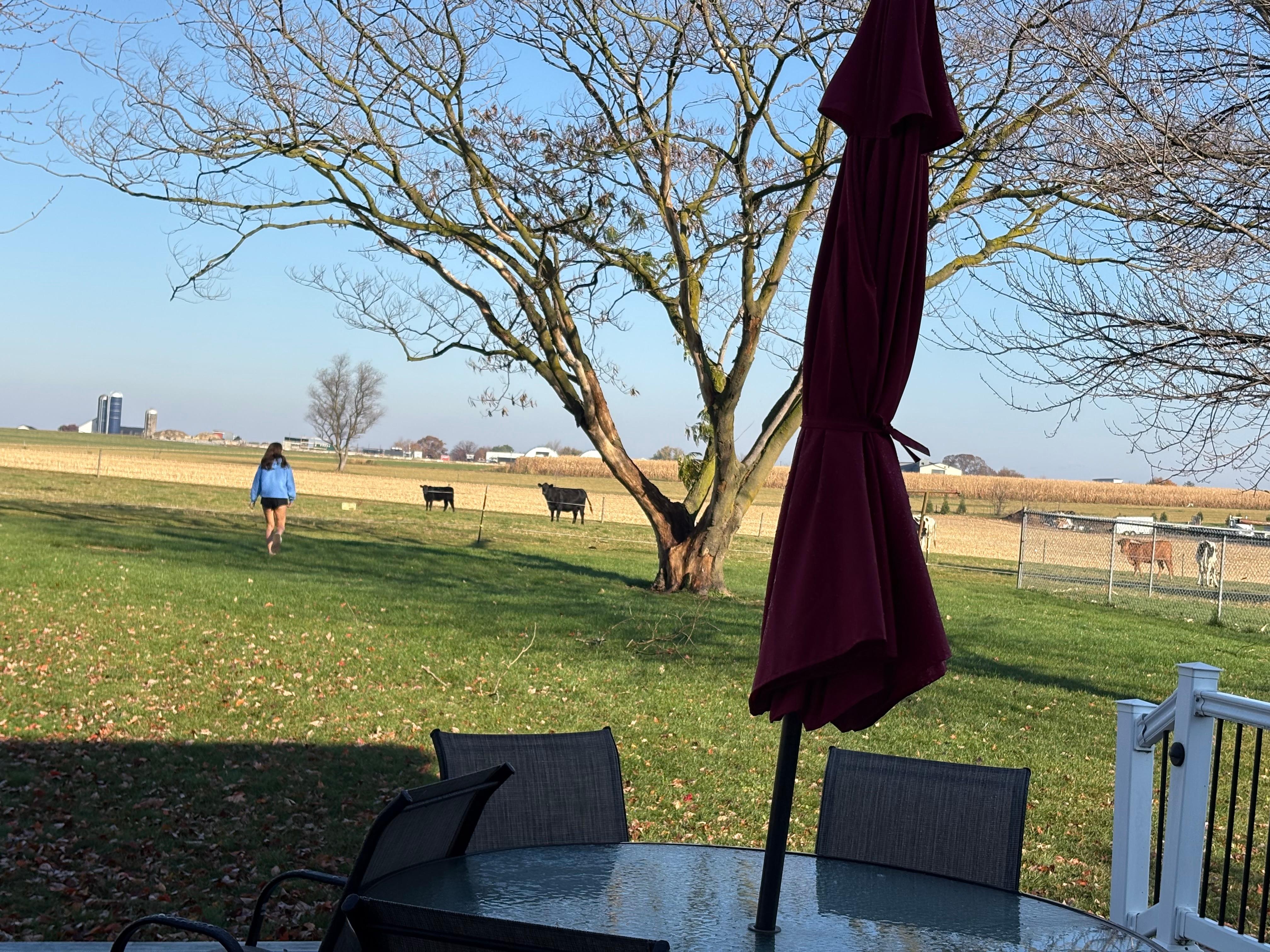 Cows greeting us in the morning 