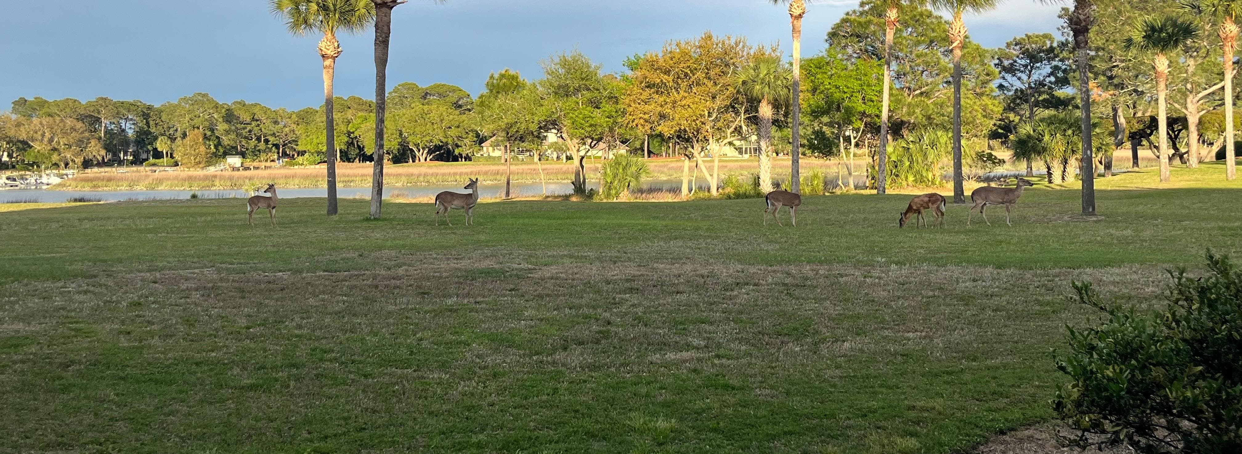So e deer came by for dinner 