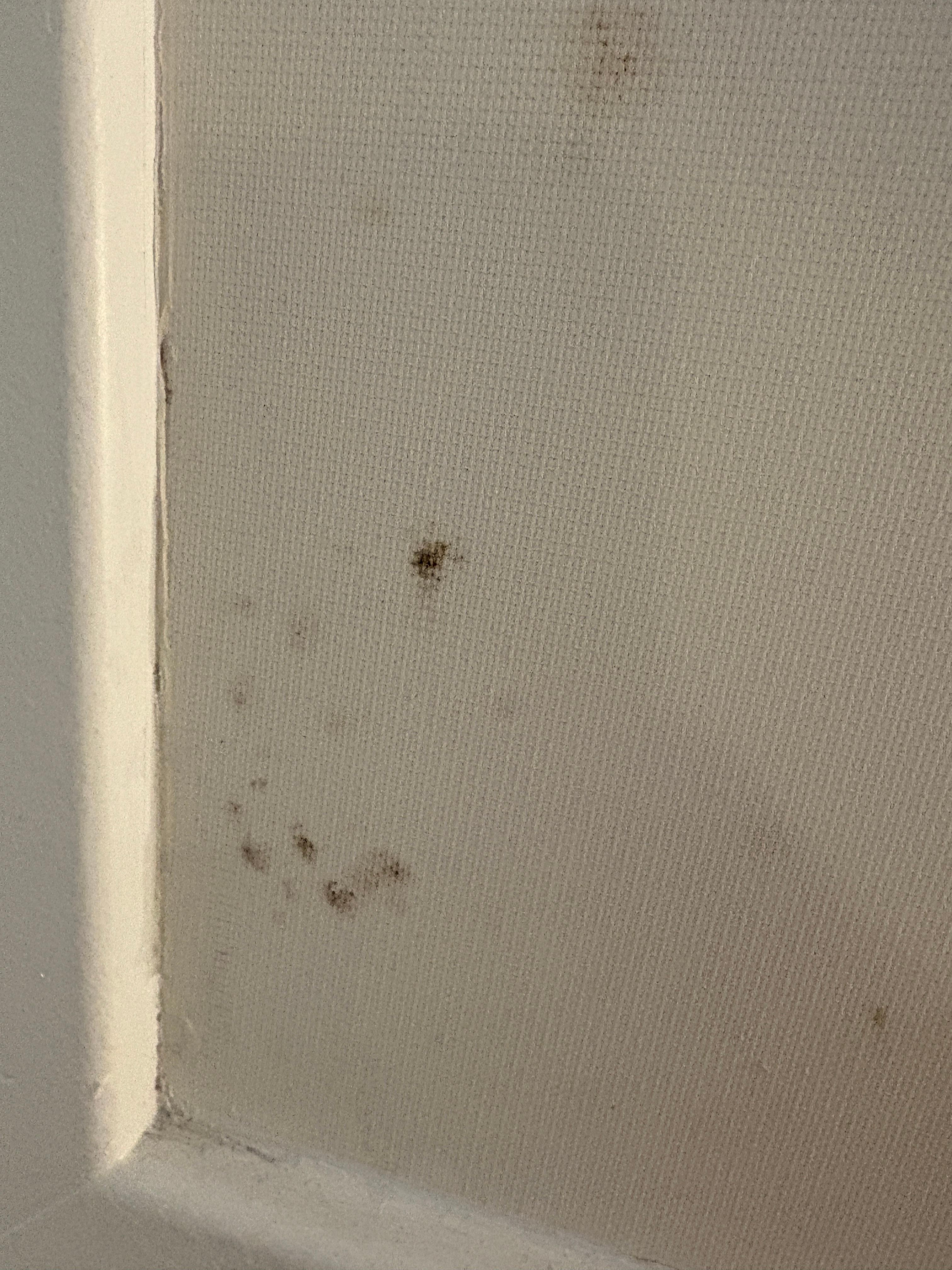 Stained /mold upholstery 