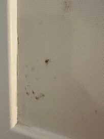 Stained /mold upholstery