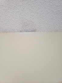 Mold in bedroom