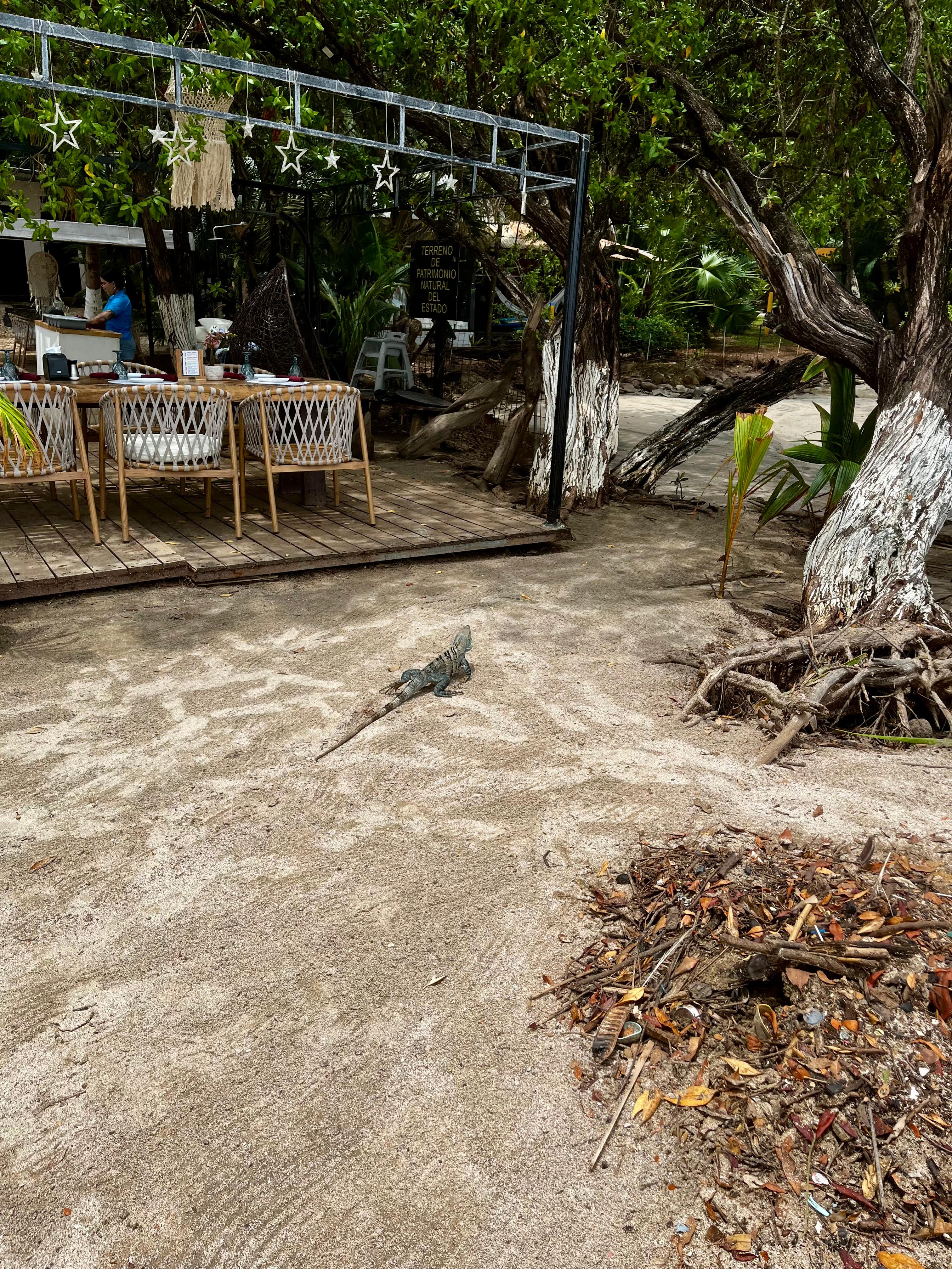 One of the resident iguanas
