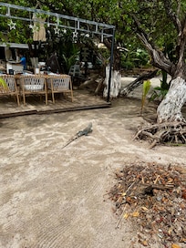 One of the resident iguanas